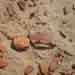 12.Painted pottery,Chip Wala ,Cholistan,21.08.2009 